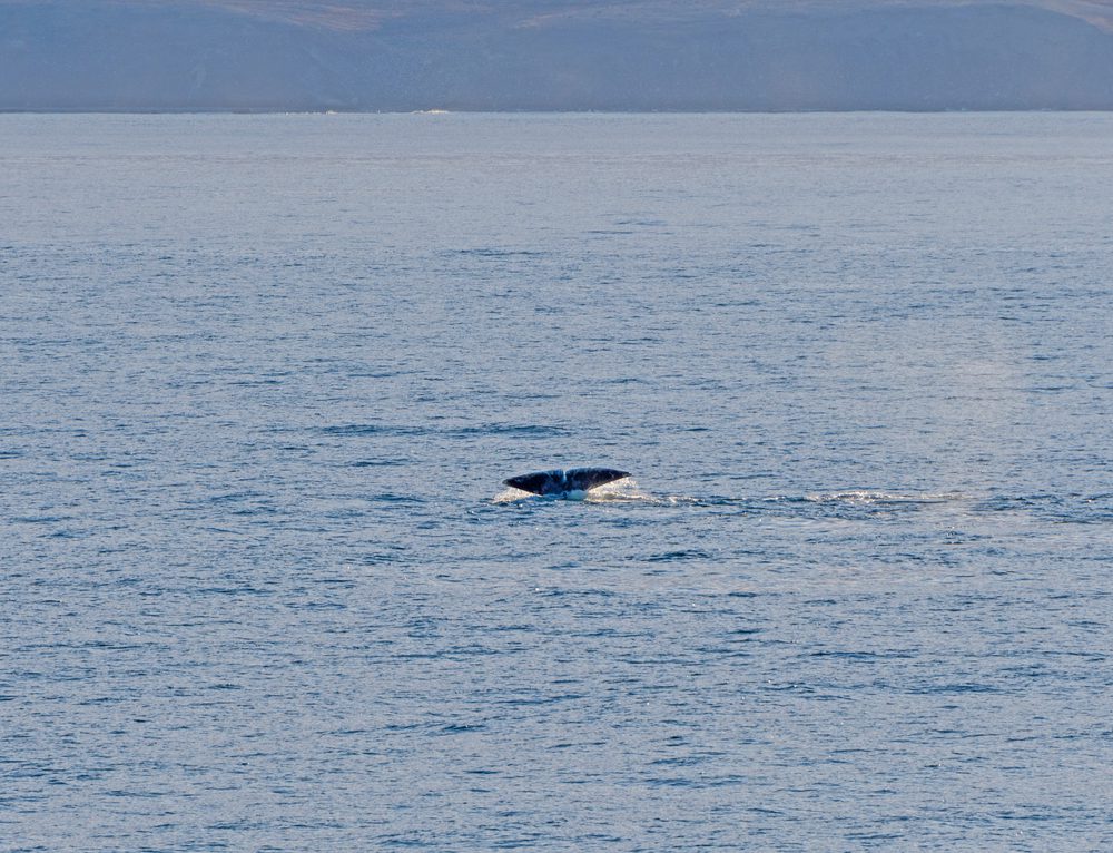 The Beauty of Bowhead Whales - TOMORROW’S WORLD TODAY®