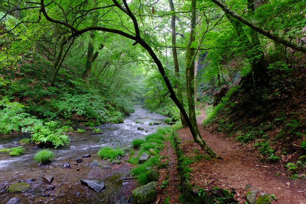 The Healing Power Of Forest Bathing - TOMORROW’S WORLD TODAY®