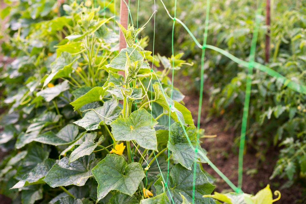 Grow a Vertical Garden at Home - TOMORROW’S WORLD TODAY®