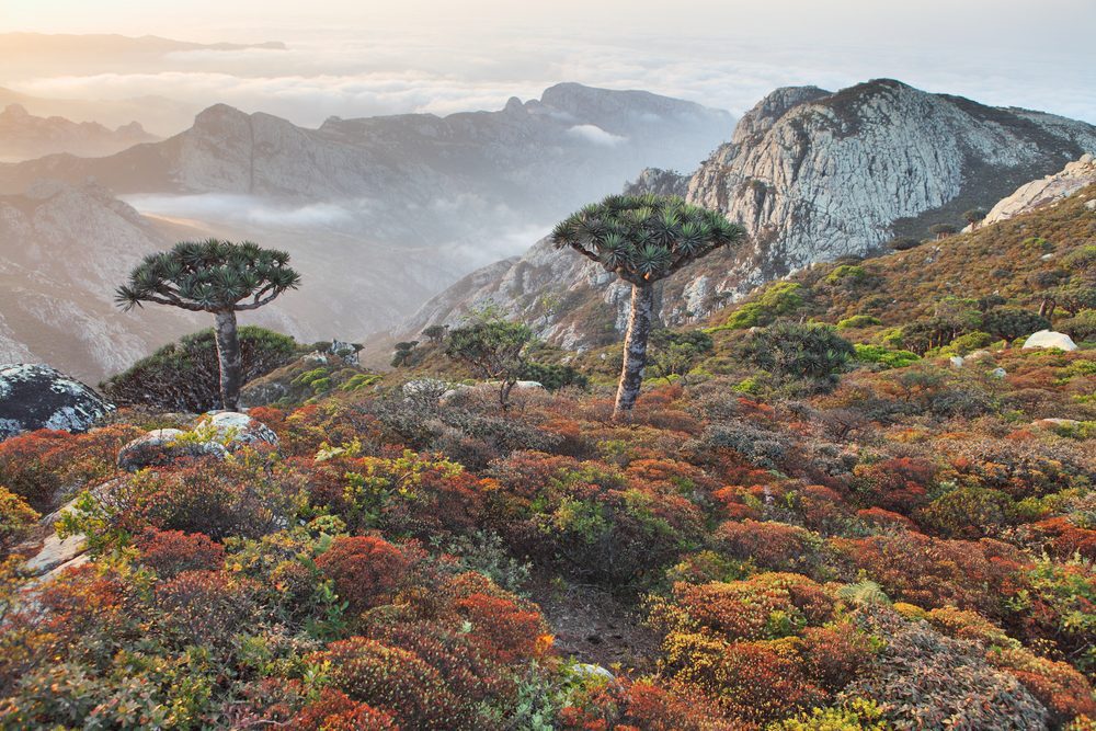 Socotra Dragons Blood Tree Mountains