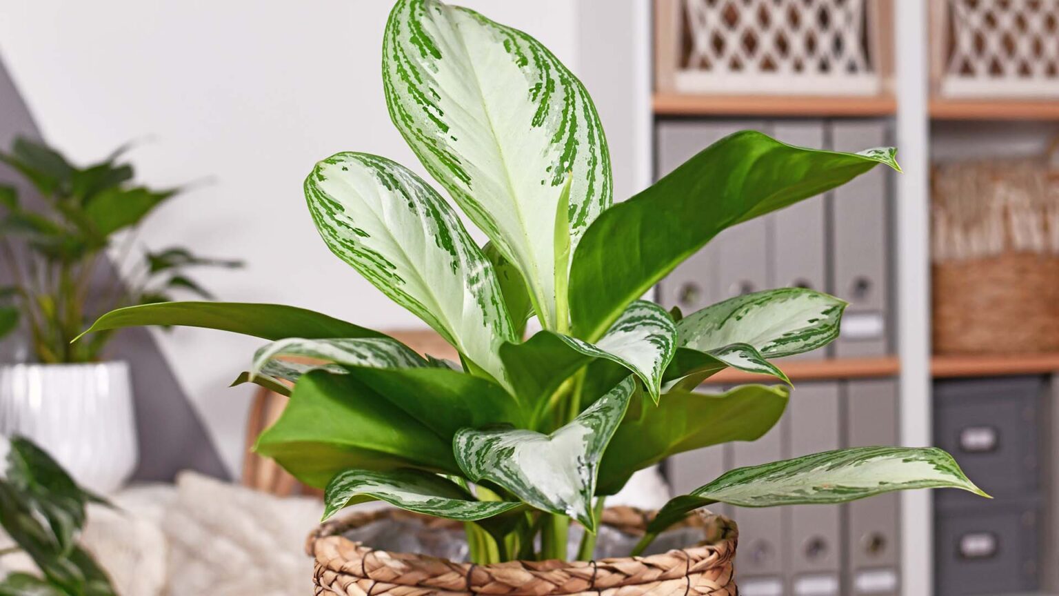 Houseplant Trends on the Rise in 2023 - Tomorrow's World Today®