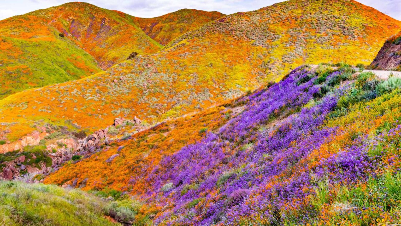 A Massive California Superbloom is Underway TOMORROW’S WORLD TODAY®