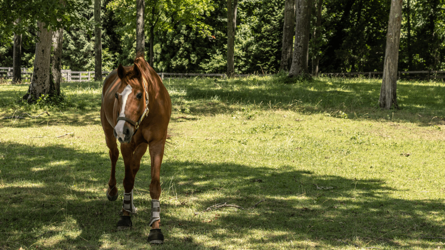 Rewilding Space Focuses on Preservation of Wild Horses - TOMORROW’S