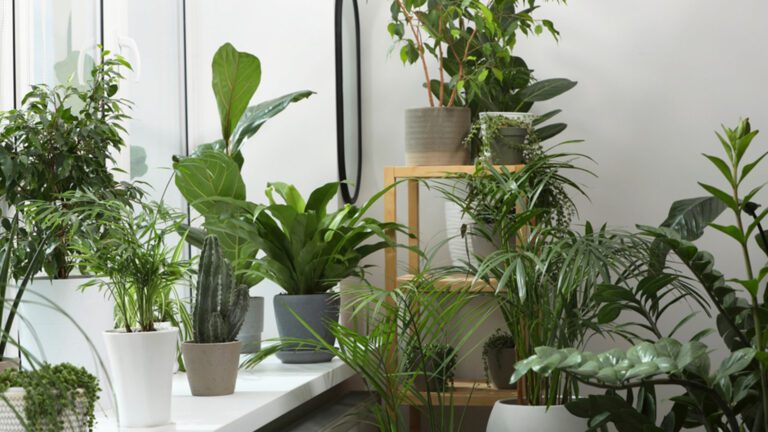 How to Keep Houseplants Alive While You're Away - TOMORROW’S WORLD TODAY®