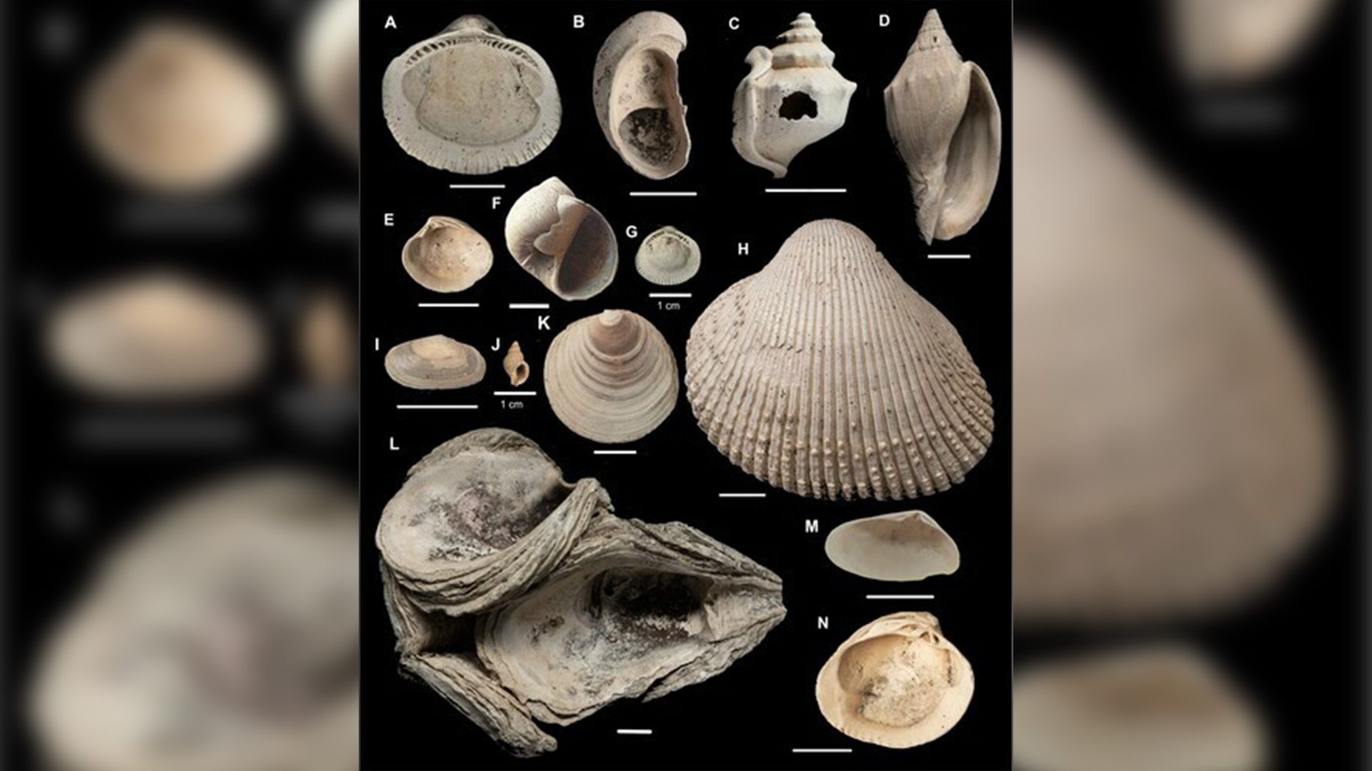 Fossil Shells Discovered Figures Bruce Hayward