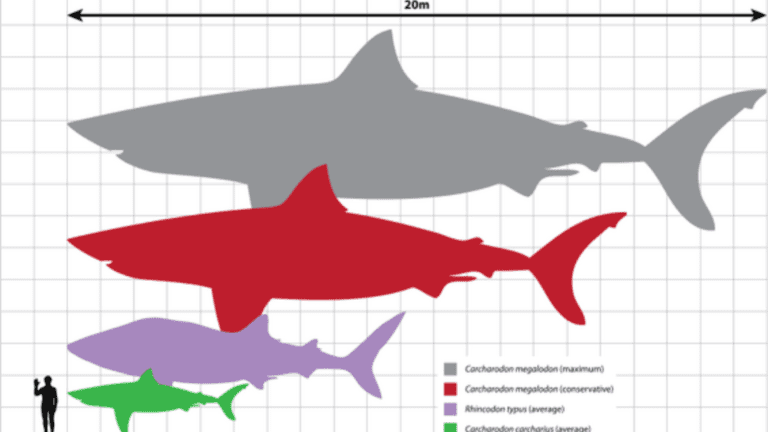 Were Megalodons As Big As We Thought? - TOMORROW’S WORLD TODAY®