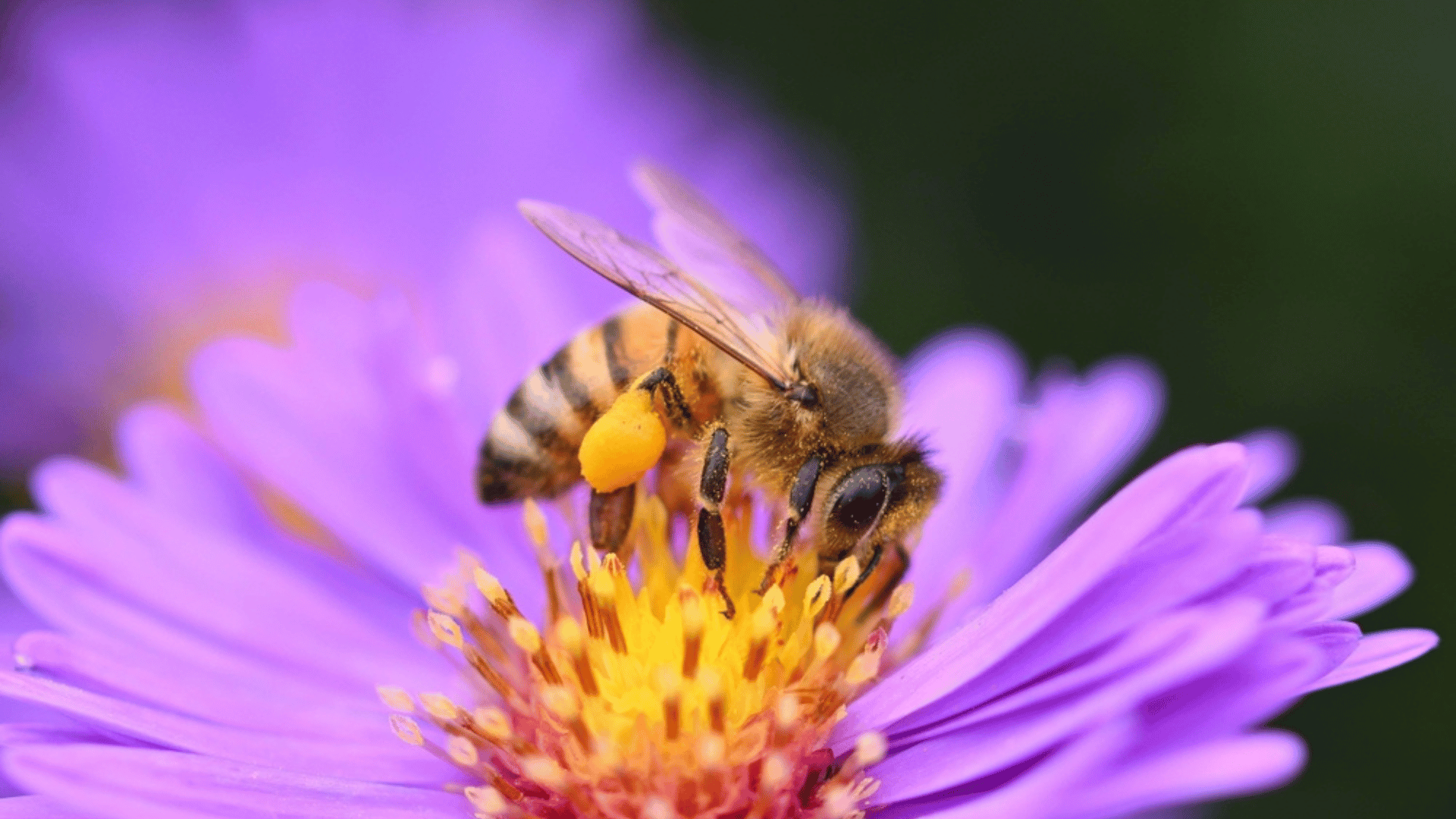 Asters with bee attracting birds and insects to garden