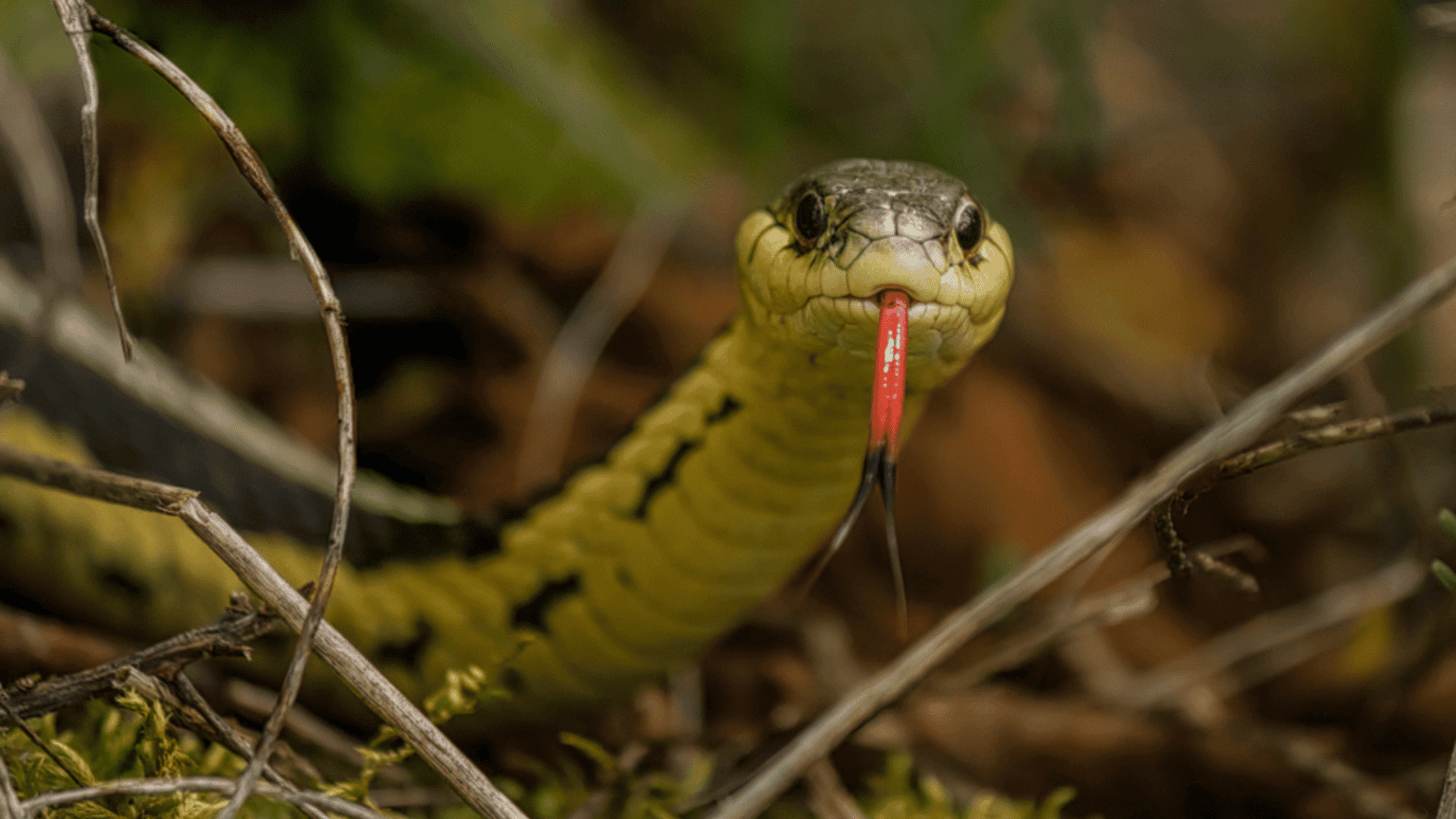 Snakes Show Self-recognition Capabilities In Smell-based Mirror Test 