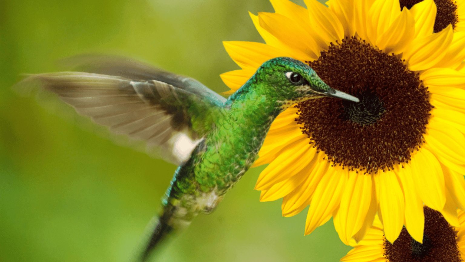 5 Flowers That Will Attract Birds to Your Garden - TOMORROW’S WORLD TODAY®