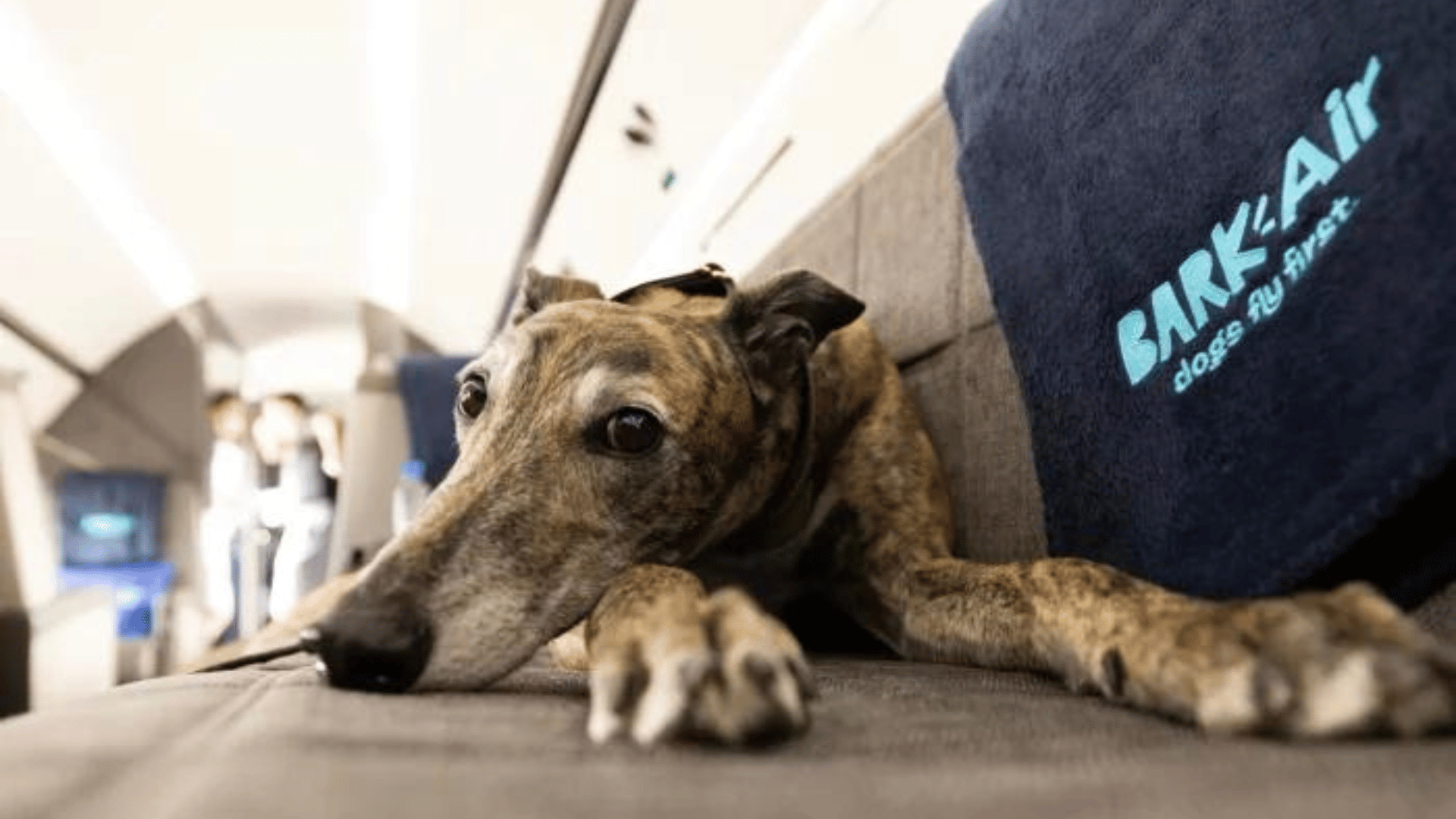 BARK Air completed its first flight from New York to Los Angeles Joe Gall:BARK