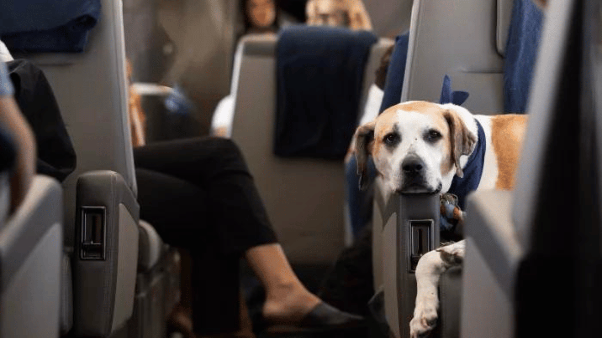 BARK Air doesn't have dog breed or weight restrictions; Joe Gall:BARK