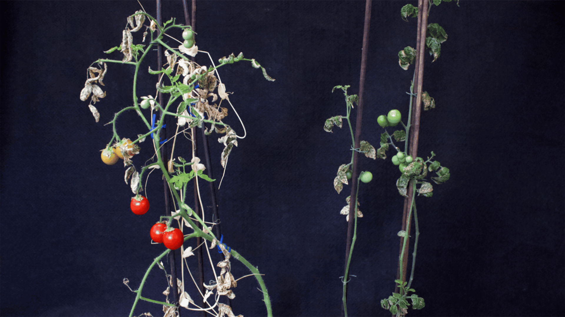 Intercropped tomato does better than monocropped tomato Wageningen University & Research:Rebeca Gonçalves