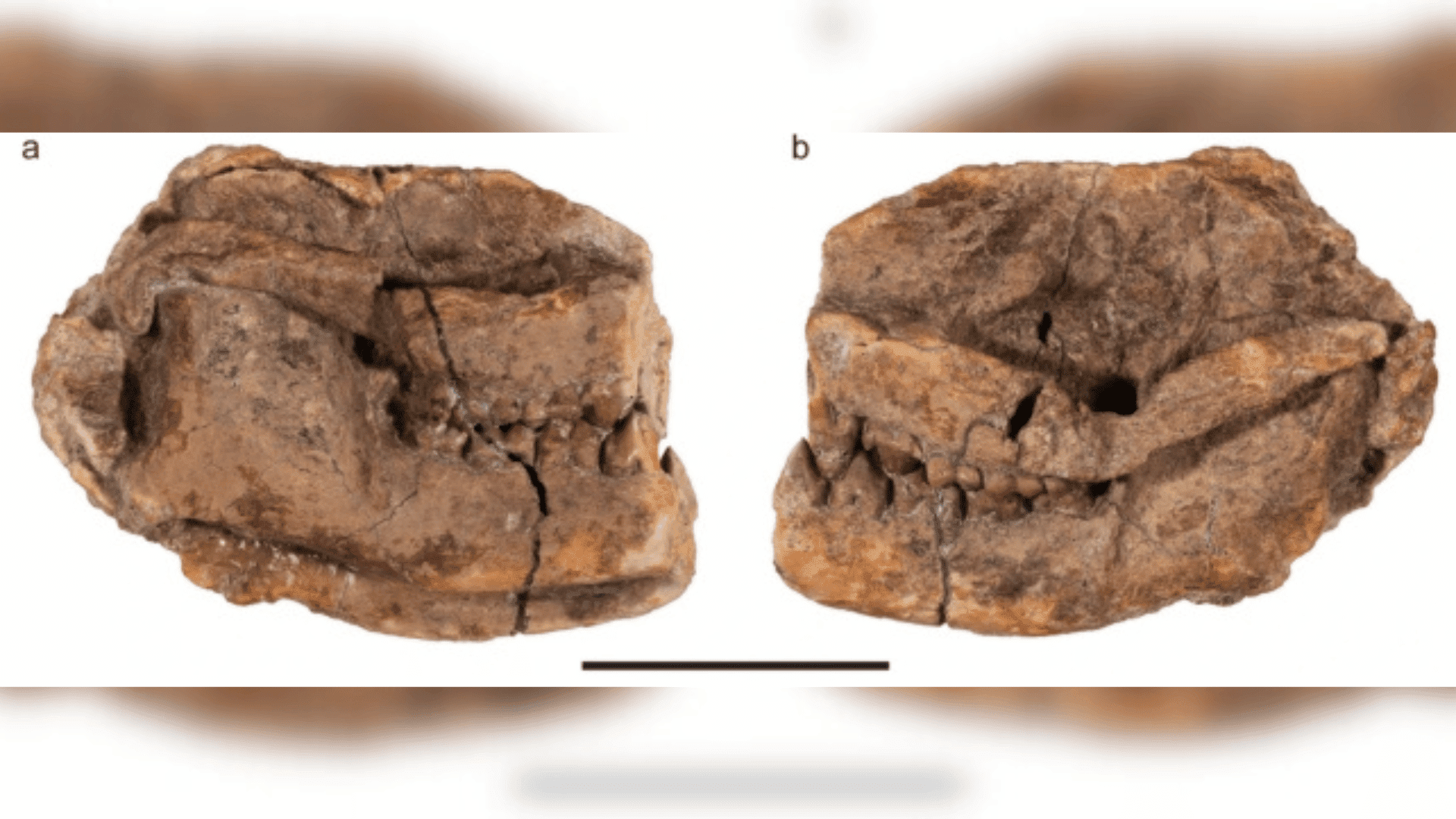 Militocodon lydae skull viewed from each side, with several teeth preserved. Scale bar equals 2 cm. (Weaver et al., Journal of Mammalian Evolution, 2024)