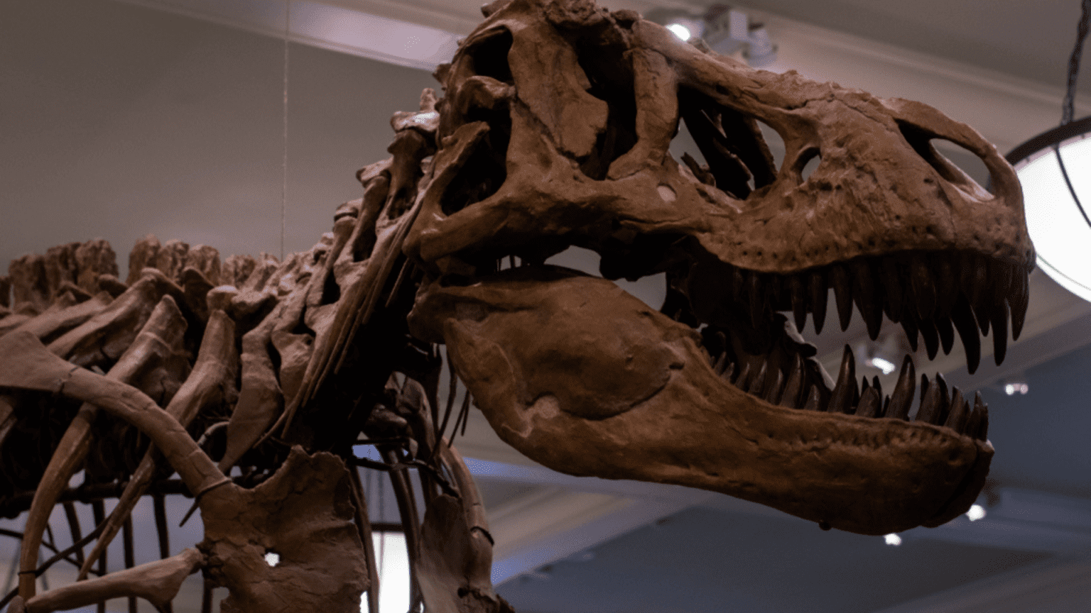 new-research-suggests-t-rex-was-as-smart-as-a-crocodile-tomorrow-s