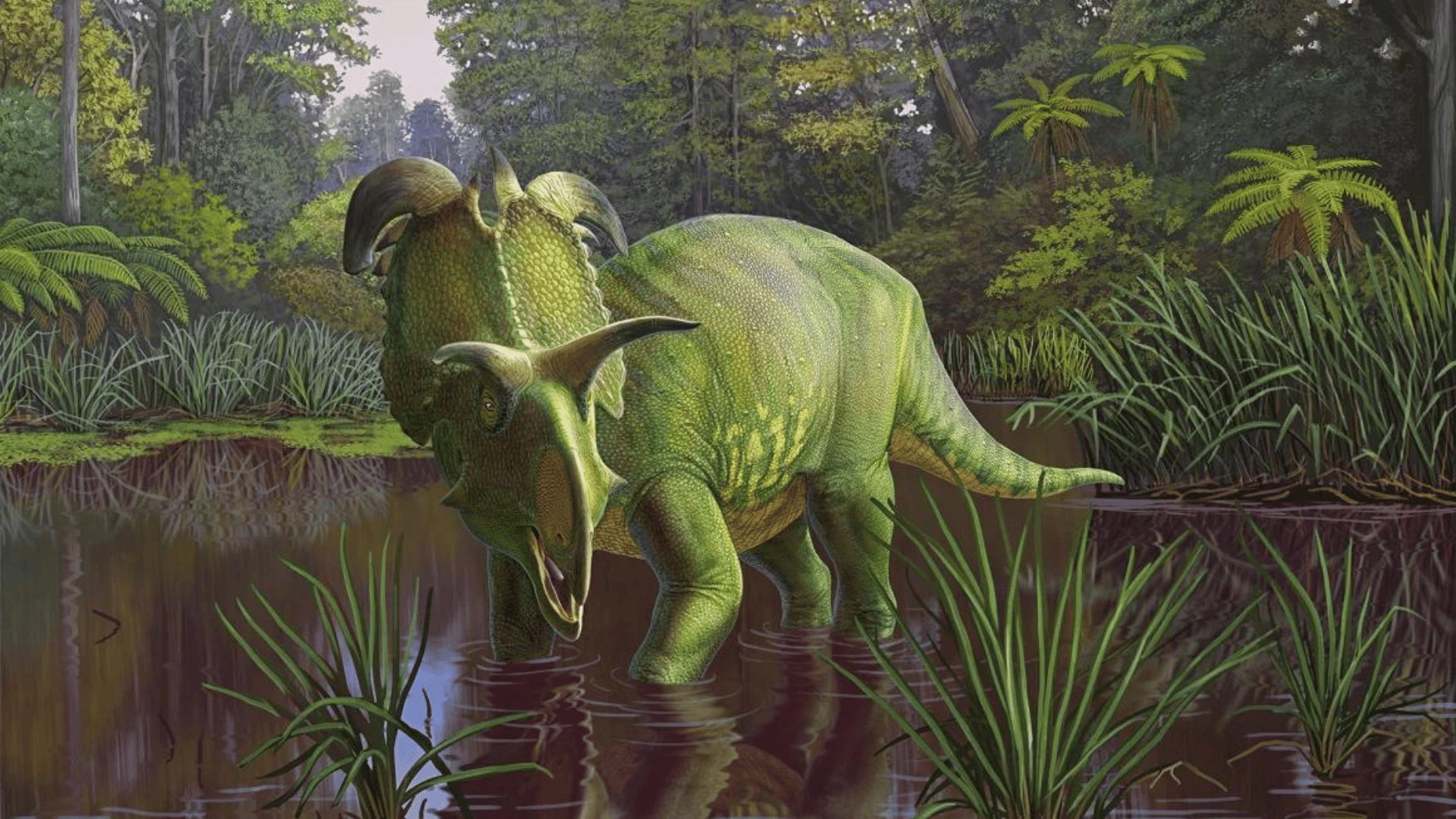 A reconstruction shows the newly named dinosaur species Lokiceratops rangiformis Sergey Krasovskiy:Museum of Evolution