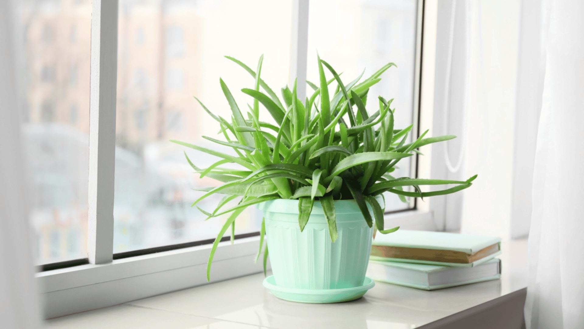 Aloe Vera Houseplant in Window