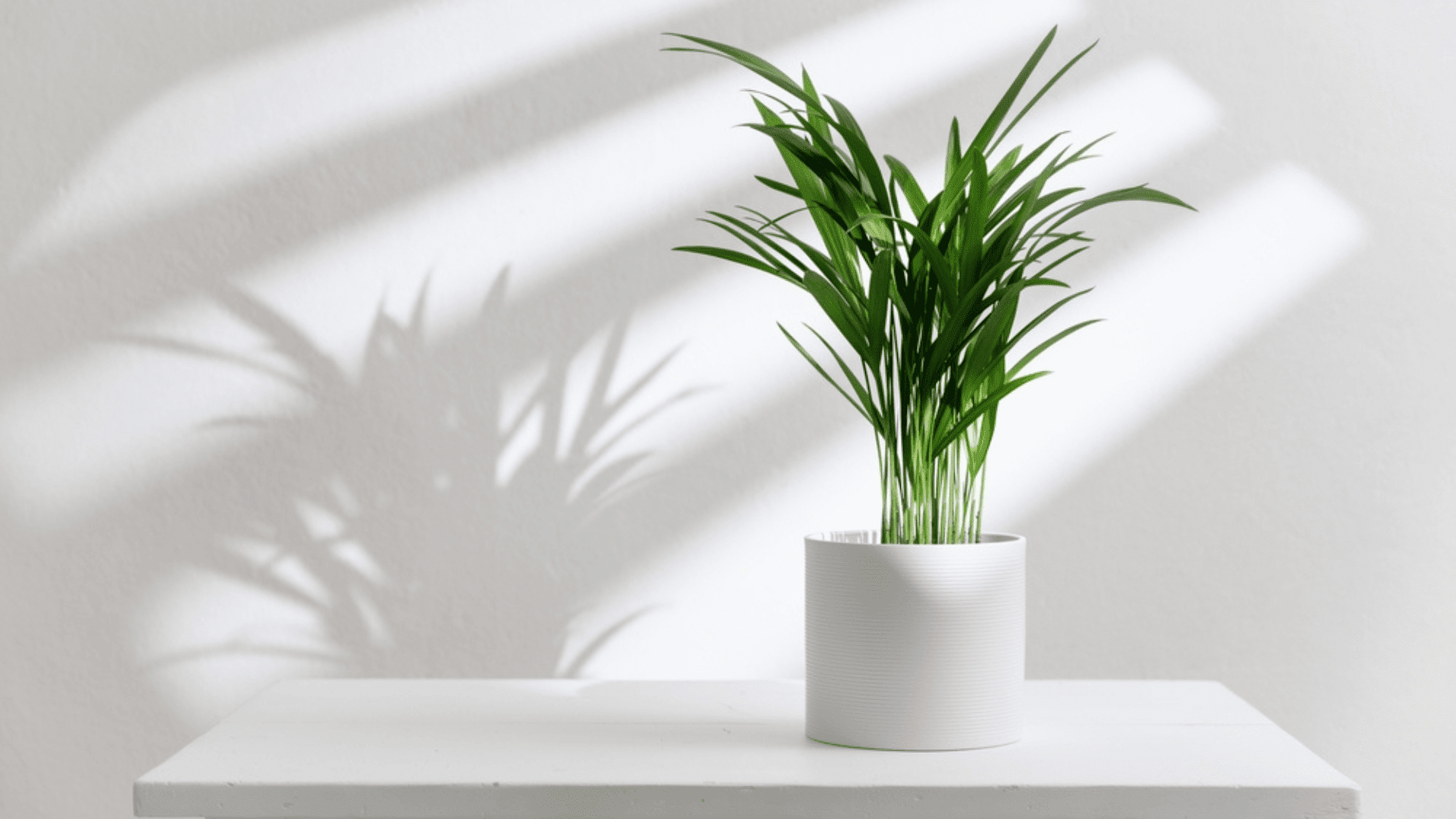 Bamboo Palm NASA Houseplants Cool Home