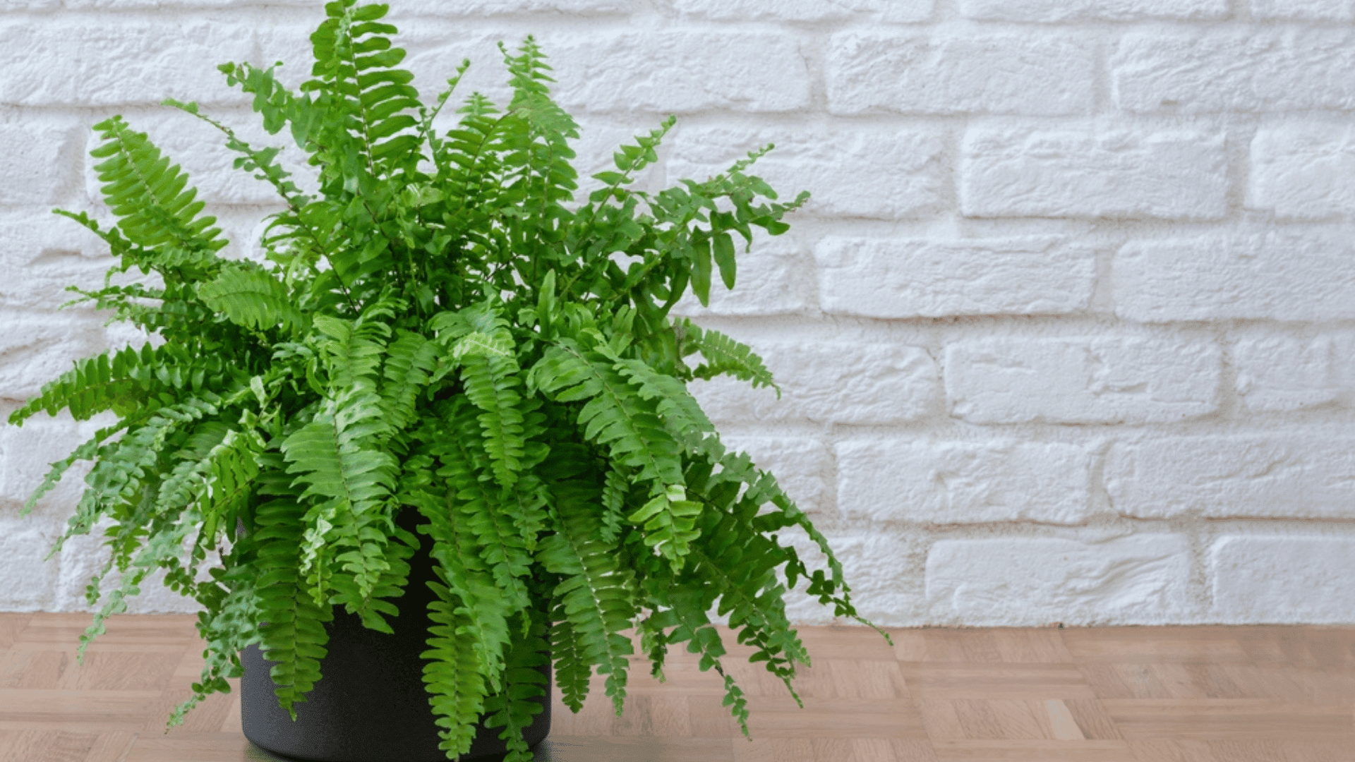 Boston Fern Can Cool Home in the Summer