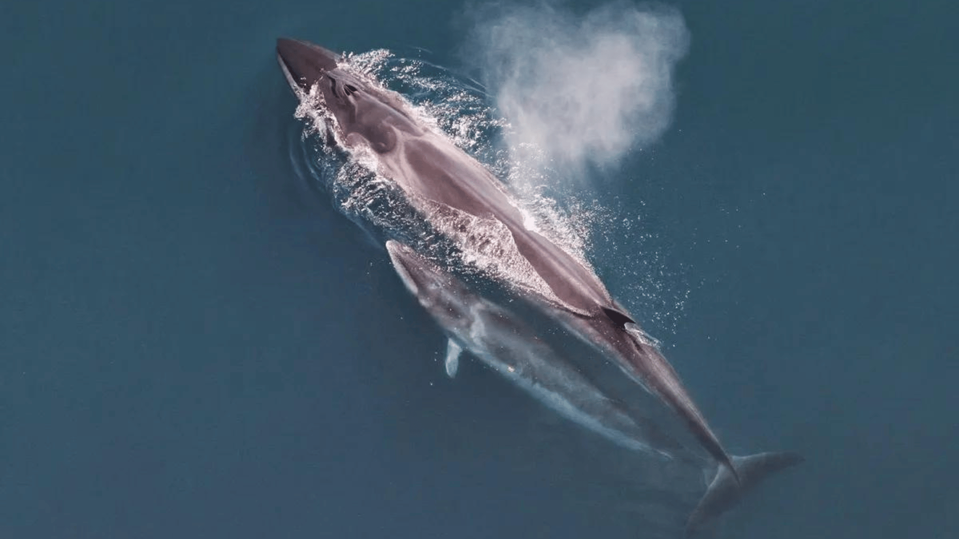 Endangered sei whales were amongst the observations made. Image credit: Christin Khan, NOAA:NEFSC via Wikimedia Commons