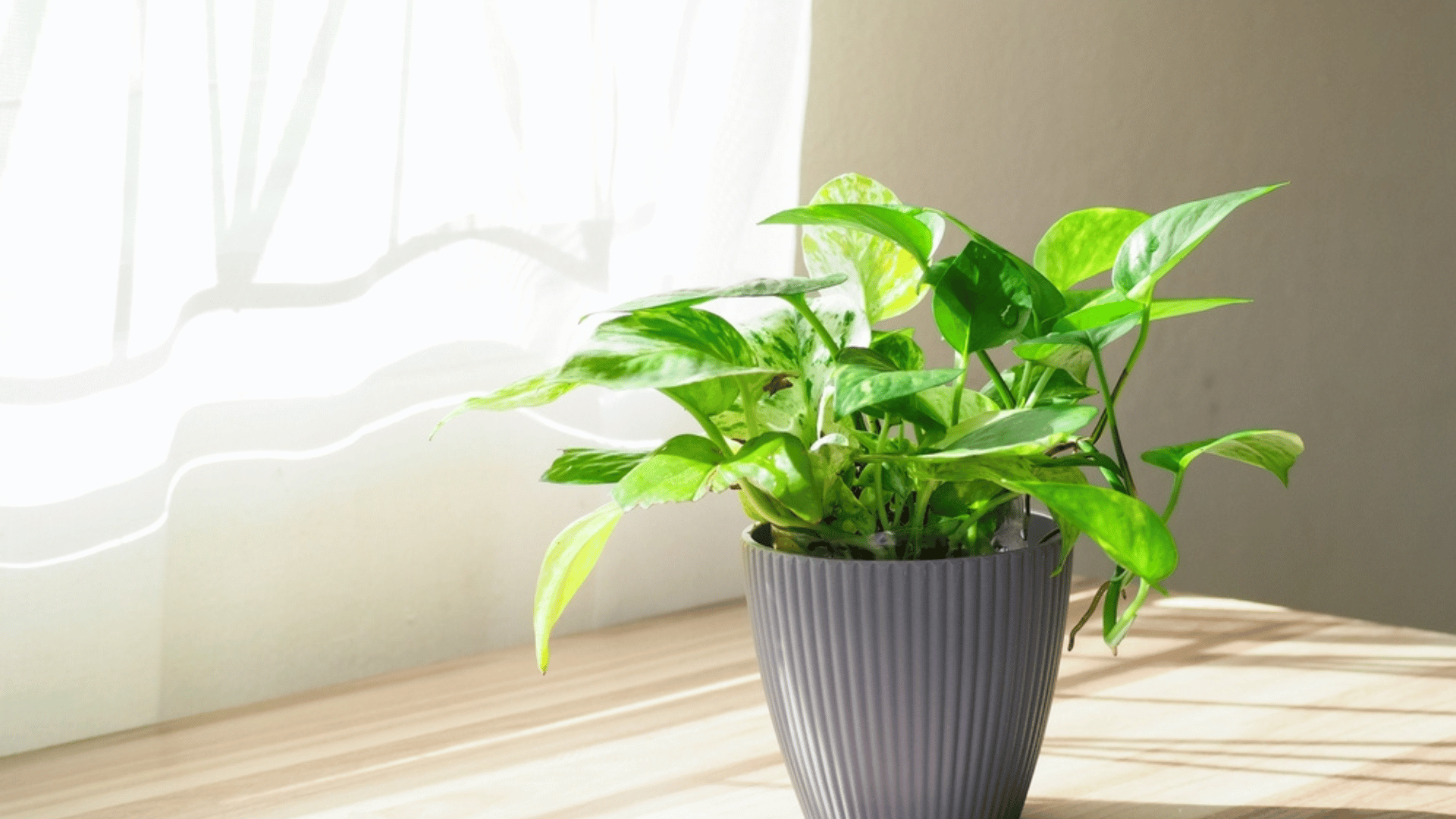 Golden Pothos Houseplant Sitting in the Sun Cool Home