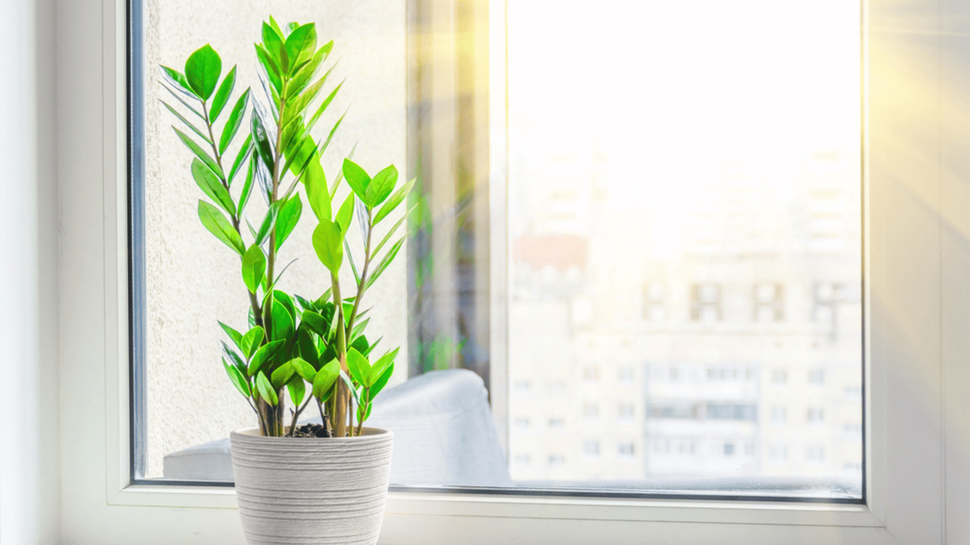 Houseplant in sunny window heat stress