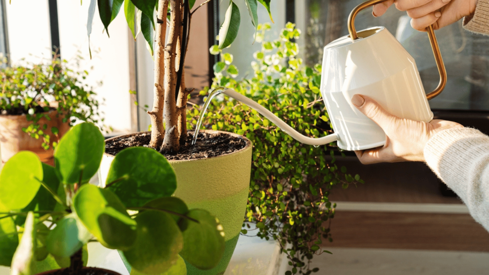 How to Protect Houseplants During a Heat Wave