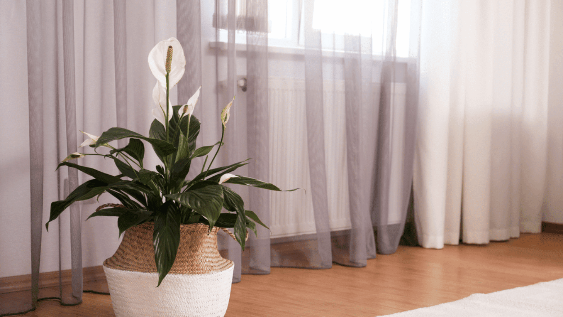 Peace Lily Houseplants That Can Cool Your Home