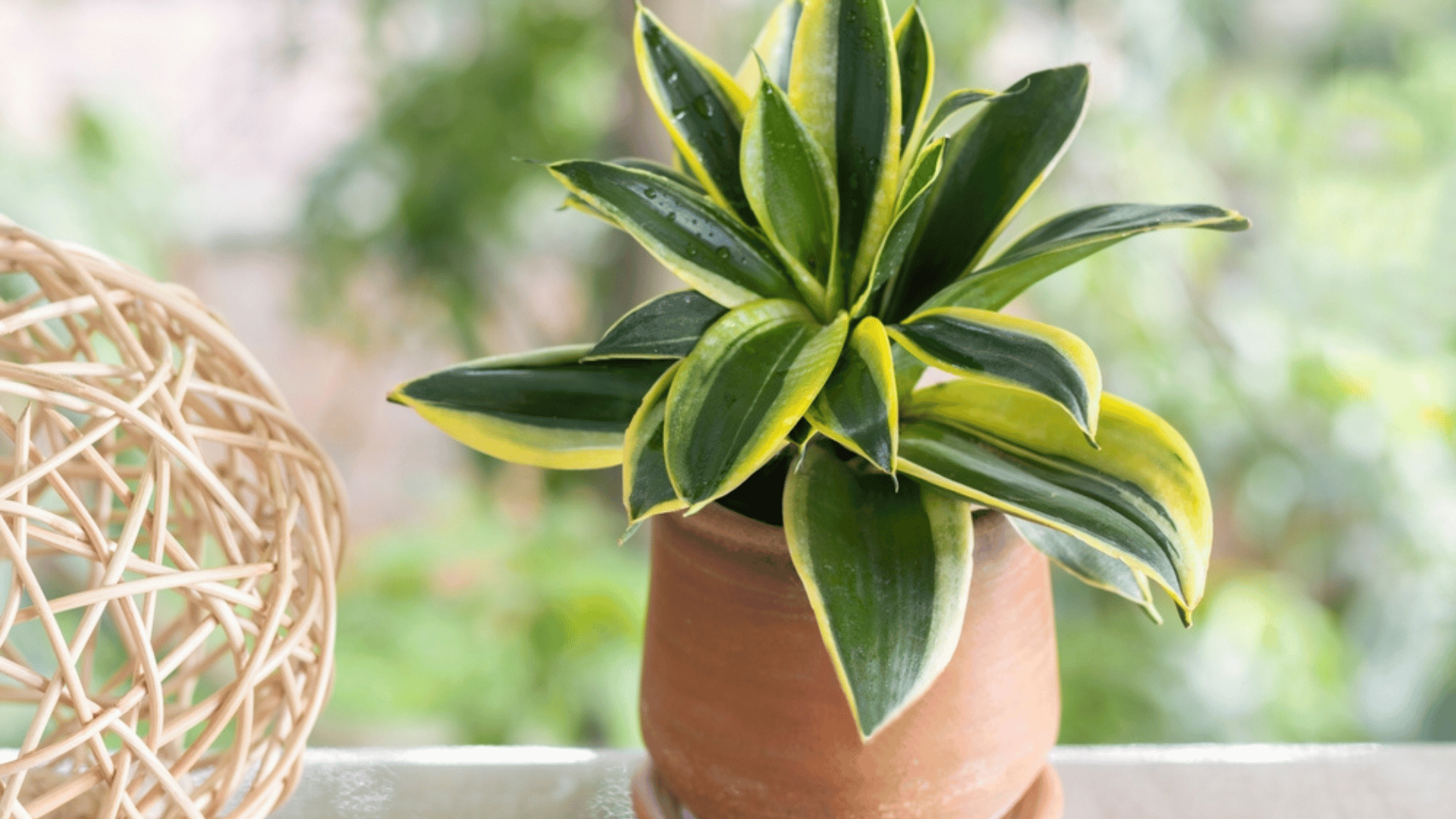 Snake Plant Able to Cool Households