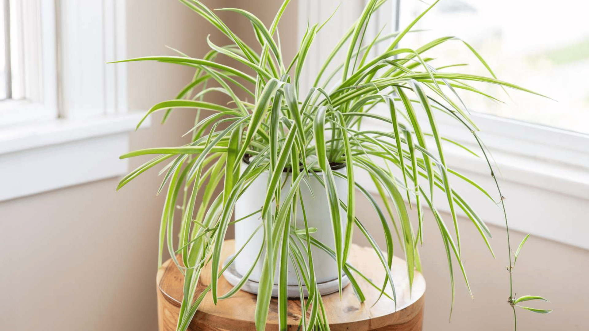 Spider Fern Houseplants that can cool home Photo The Spruce