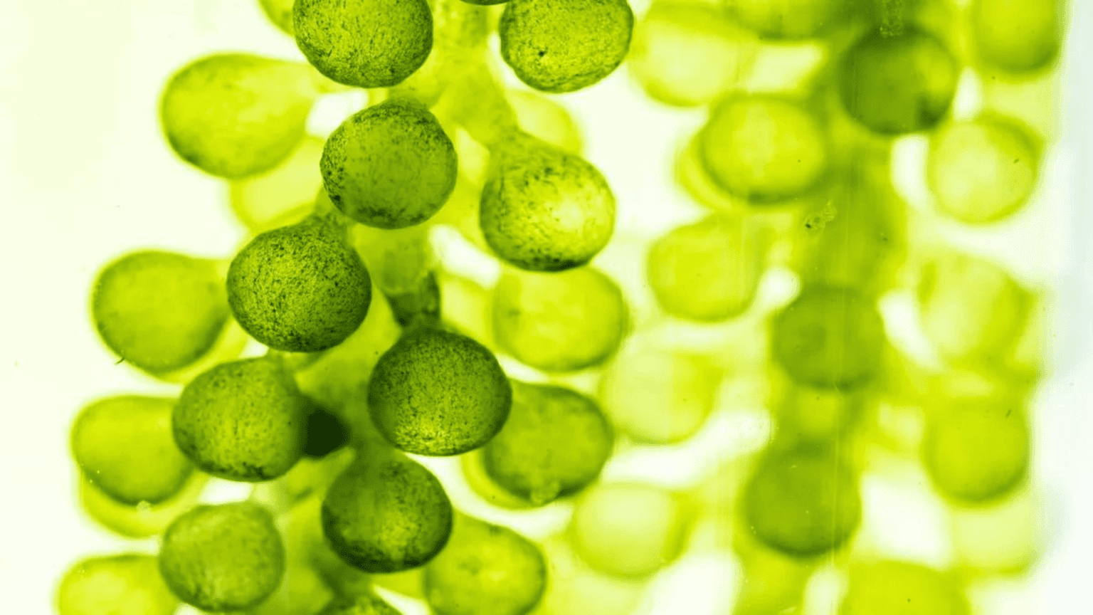 Tiny Algae Could Produce Renewable Energy with Negative Carbon ...