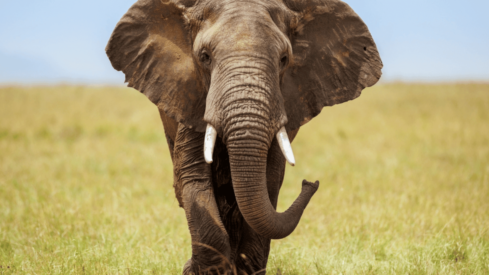 Elephants Can Communicate at a Frequency That Humans Can't Hear