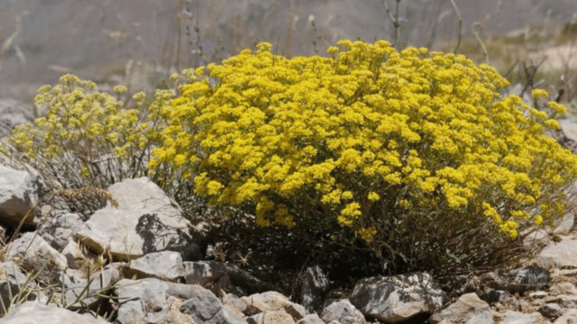 Odontarrhena decipiens; Photo Royal Botanic Garden Kew