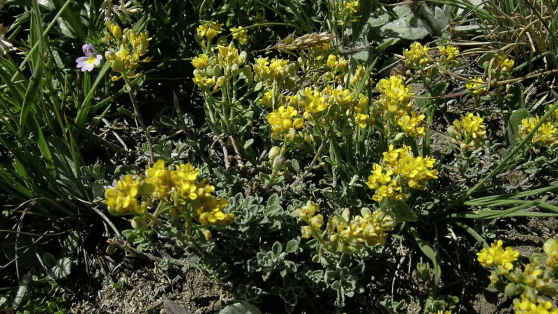 Plants of the Odontarrhena species are used for nickel concentration. Image credit: Wikimedia