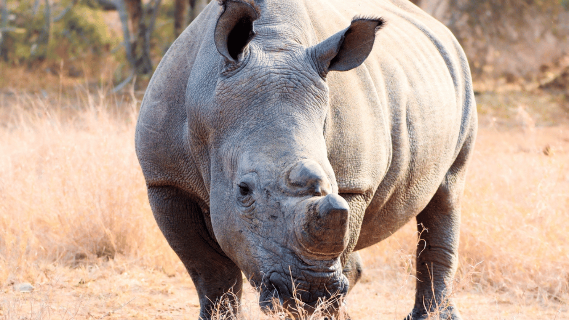 Researchers Believe Nuclear Technology Could Curb Rhino Poaching