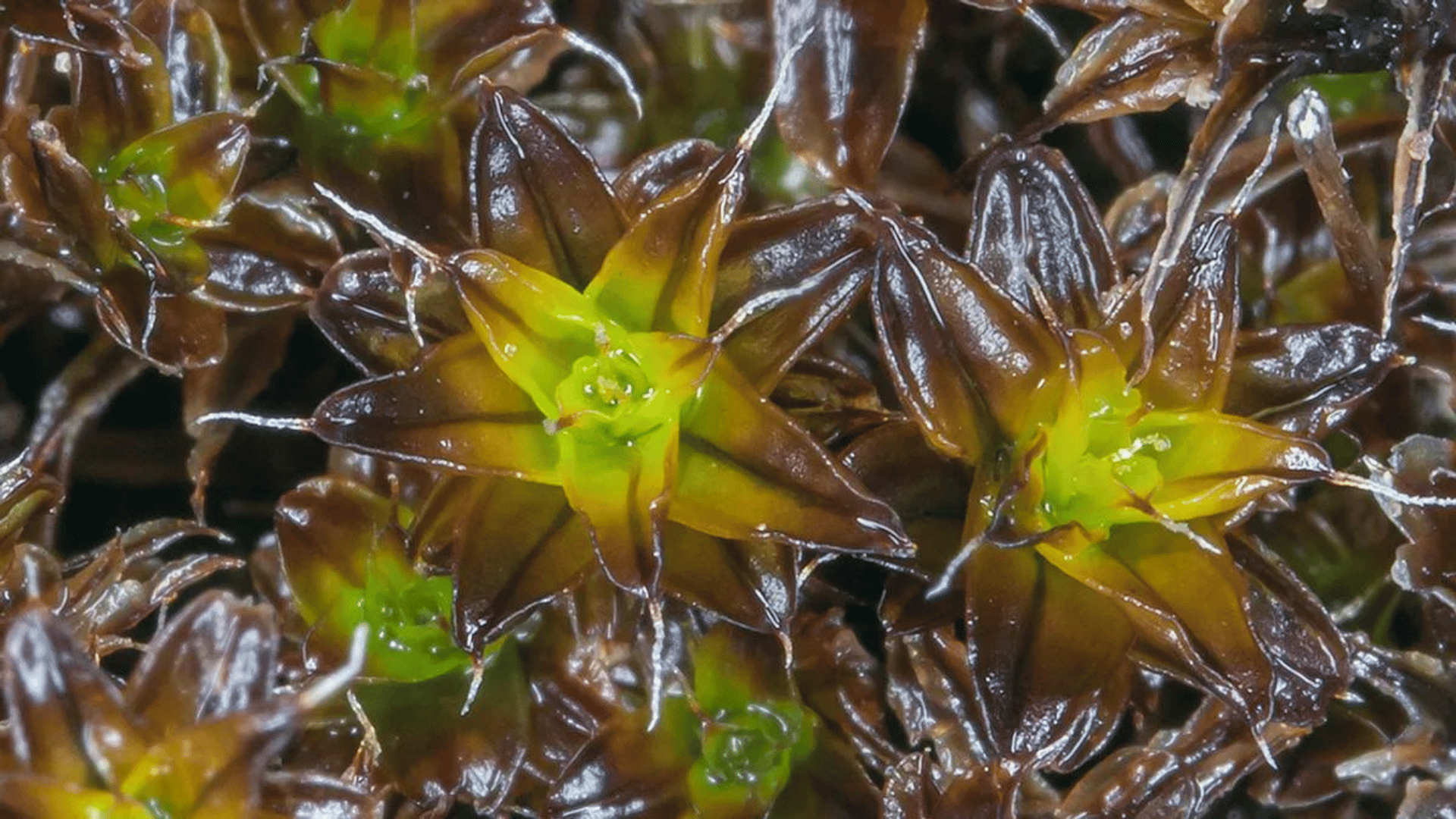 Syntrichia caninervis, found in a lot of arid desert environments on Earth. Photo John Game via Flickr (CC by 2.0)
