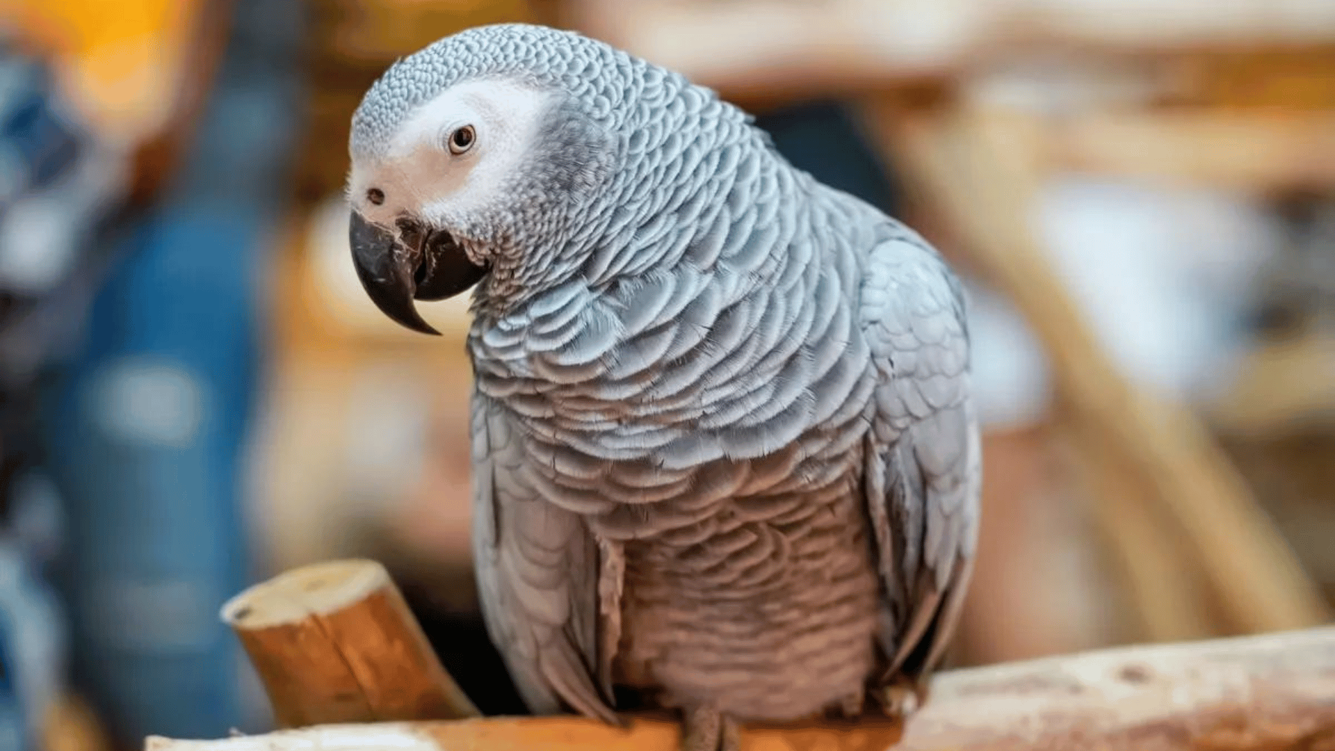 African grey parrots, like Apollo and Alex, are known for their incredible ability to learn. Image Credit: aappp:Shutterstock.com