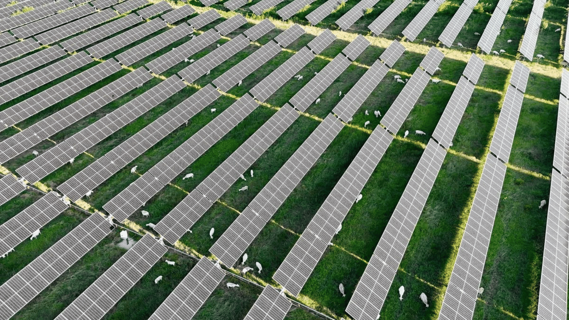 Sheep from Texas Solar Sheep LLC to graze around solar panels; Photo: Enel North America