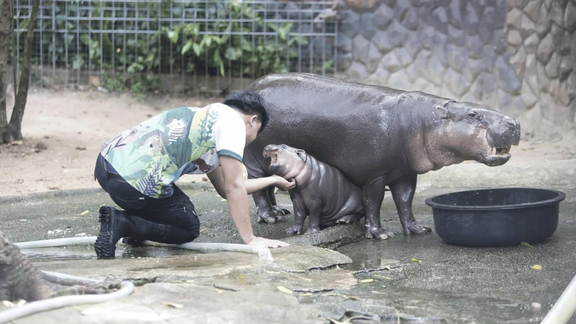 Baby Moo Deng with mother; Photo: Image credit: Chaiwat Subprasom:Shutterstock.com