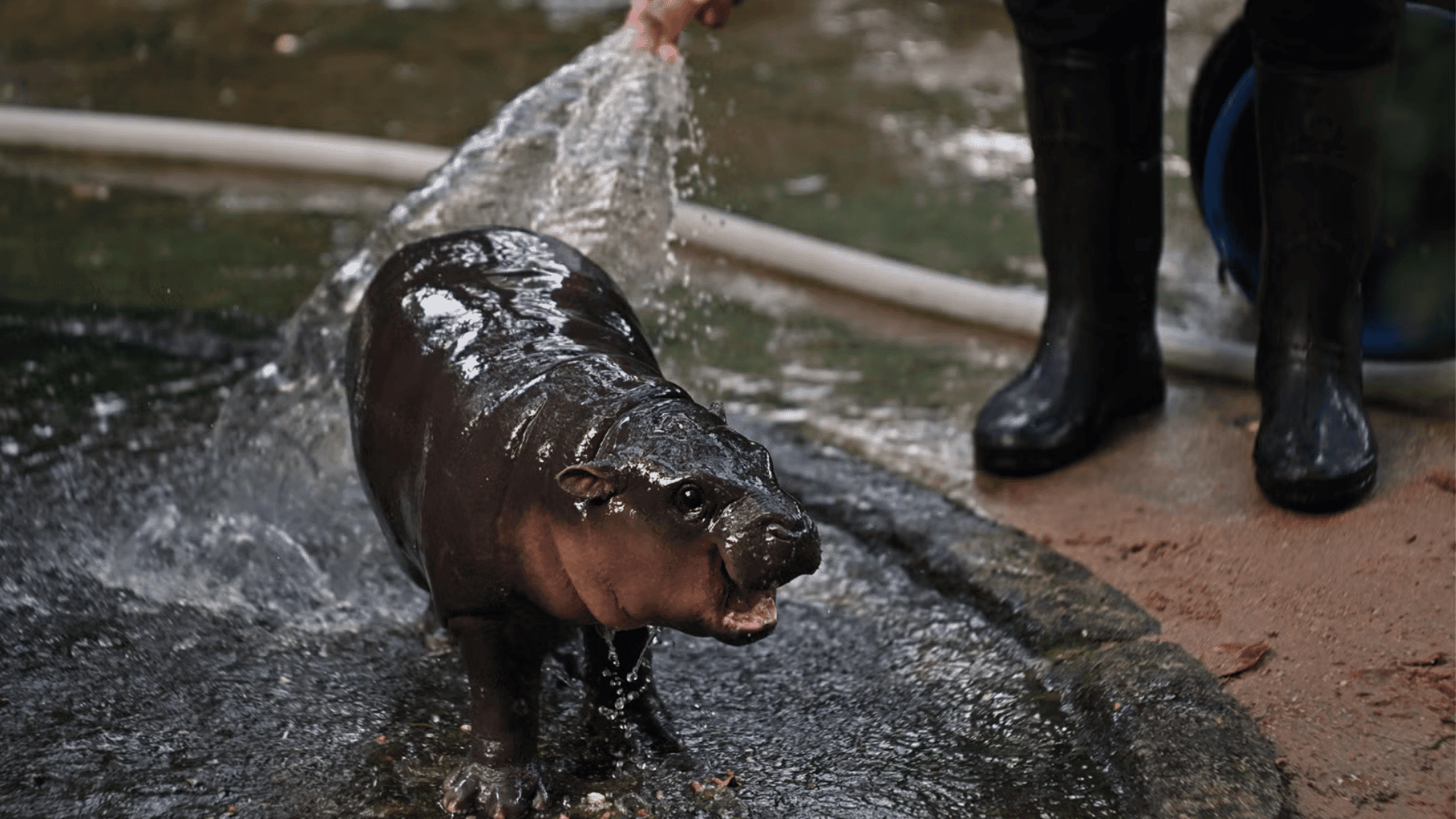 Moo Deng, the pygmy hippo that became a viral internet sensation; Photo: Lillian Suwanrumpha:AFP via Getty Images Plus