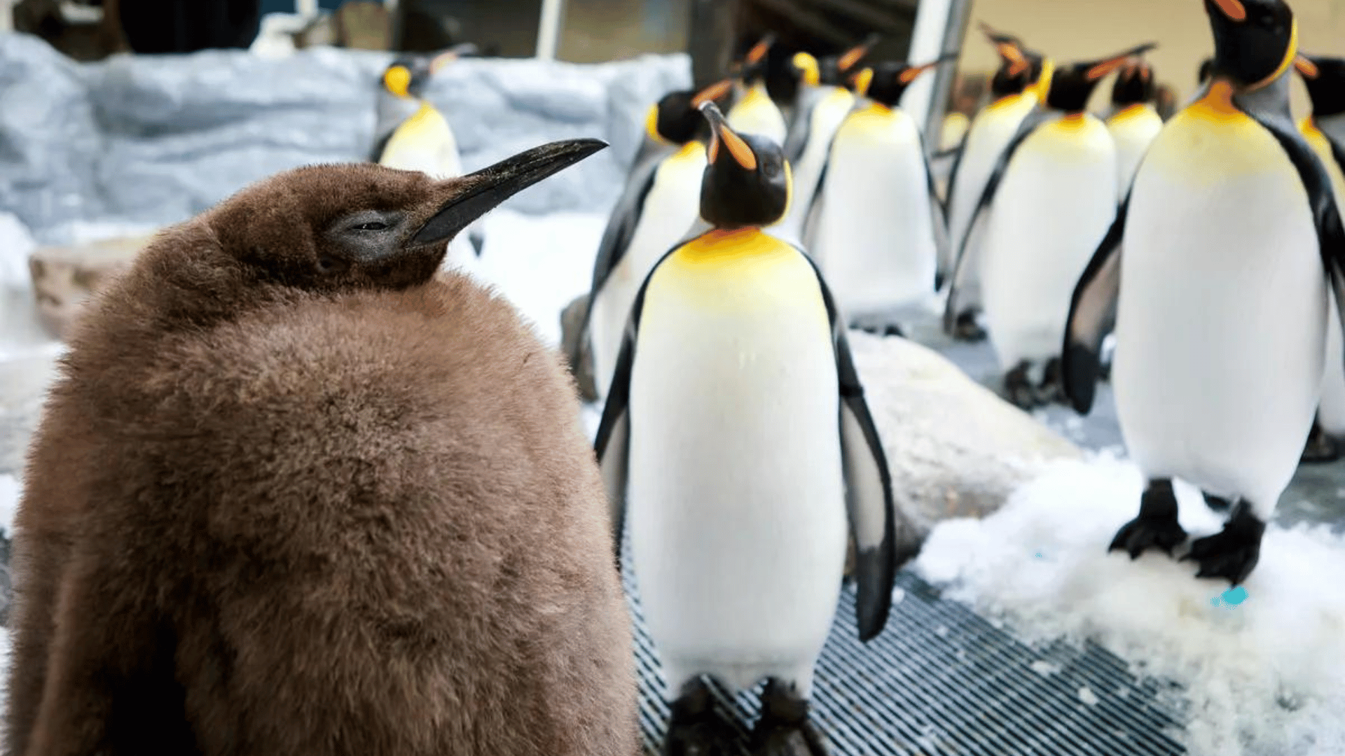 Meet Pesto, the Unusually Large Baby Penguin and Internet Celebrity ...