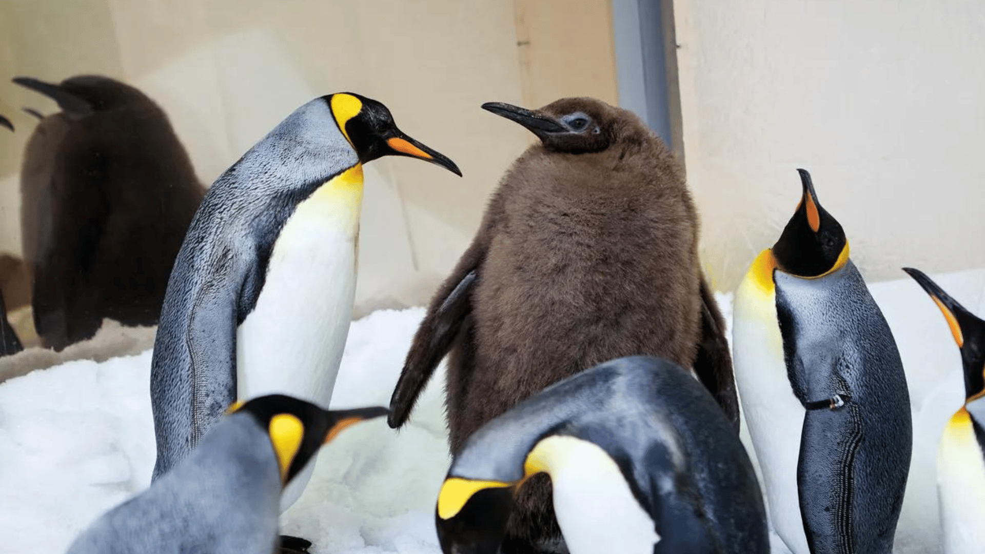 Pesto the large baby penguin; Photo: SEA LIFE Melbourne