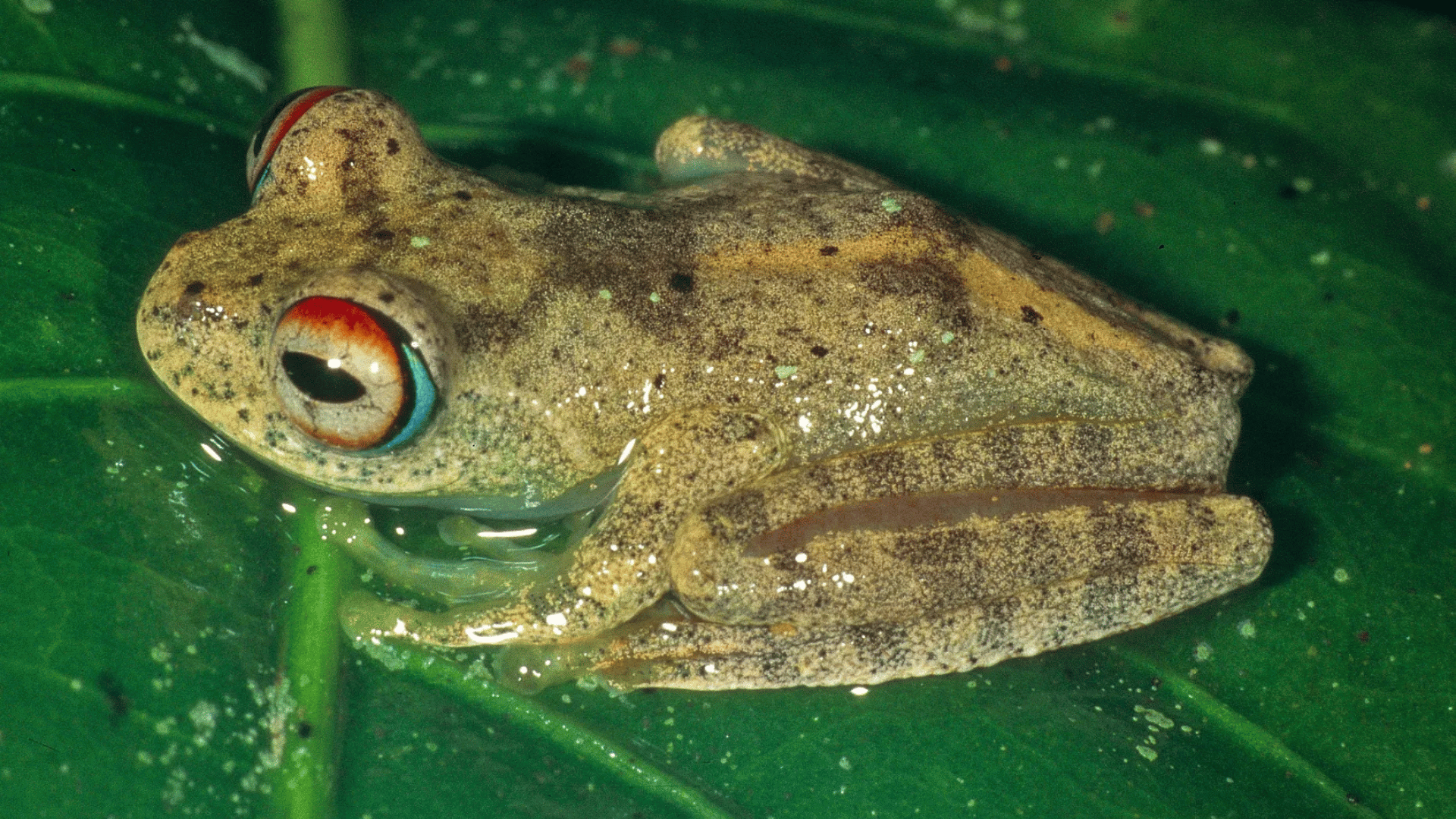 Frog species with unique high-pitched calls; Photo: Mark D. Scherz