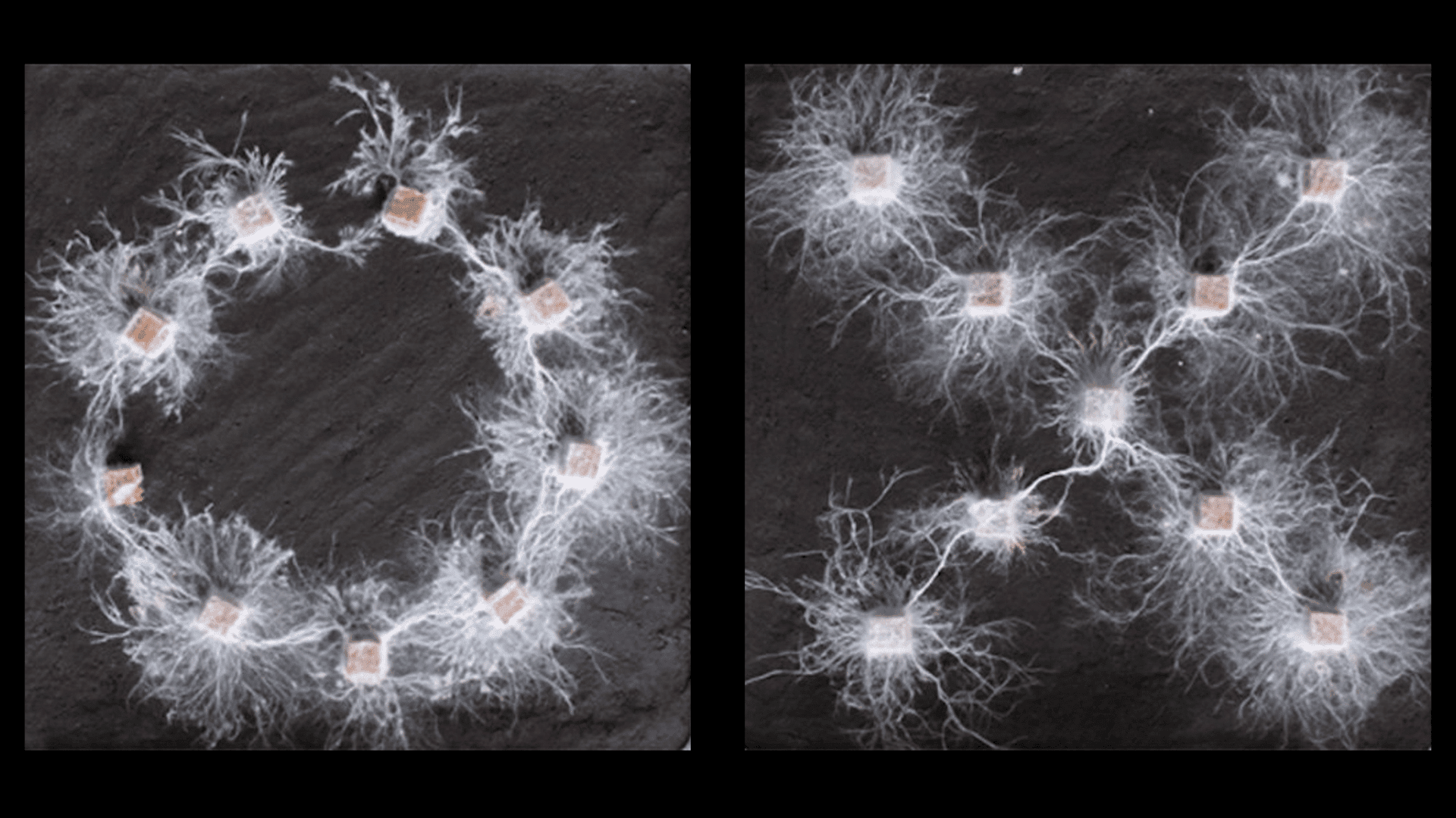 Fungi networks can plan their foraging routes without a brain. Credit: Yu Fukasawa et al.Fungi are unique creatures because, though they don’t have brains, they display clear signs of decision-making and communication. According to the new study published in Fungal Ecology, fungi are capable of recognizing different spatial arrangements of wood and adapting accordingly. More visible fungi such as mushrooms are scratching the surface of a vast network of underground threads called mycelium. These webs are capable of passing information through a system that can go on for miles, but the growth patterns appear to be calculated. To showcase this, researchers set up two 24-cm-wide (9.44-in-wide) square dirt environments and soaked decaying wood blocks for 42 days in a solution containing P. velutina spores. They then placed the blocks in either a circular or cross-shaped arrangement inside the box, and let the fungi grow for 116 days. At the beginning of the experiment, the mycelium grew outward around each block for 13 days without connecting to each other. About a month later, however, both arrangements displayed extremely tangled fungi webs stretching between every wood sample.  By day 116, each fungal network had organized itself intomuch more deliberate, clearly defined pathways. In the circle setting, P. velutina displayed uniform connectivity growing outward, but barely grew into the ring’s interior. Meanwhile, the cross fungi extended much further from its four outermost blocks. The theory is that, in the circular environment, the mycelial network communicated and determined that growing into an already occupied area was of little advantage. In the cross scenario, the team thinks that the four exterior posts' growth areas served as “outposts” for foraging missions.  These experiments suggest that the organisms communicated through the mycelial networks and came to the decision to grow according to the environmental layout. “You’d be surprised at just how much fungi are capable of. They have memories, they learn, and they can make decisions,” Yu Fukasawa, a study co-author at Tohoku University, said in the paper’s announcement on October 8th. “Quite frankly, the differences in how they solve problems compared to humans is mind-blowing.”