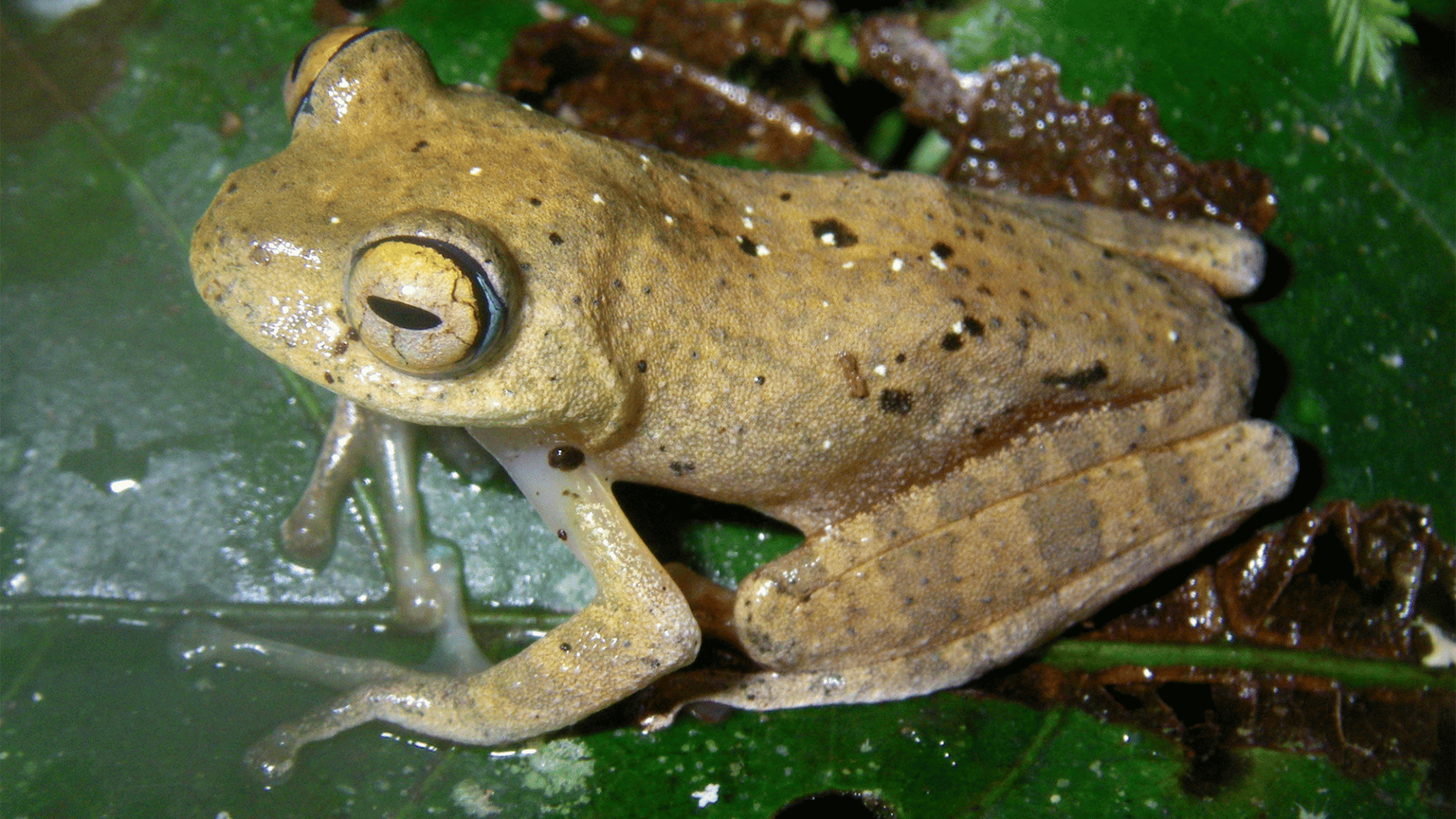 Seven new frog species are named after their Star Trek Noises