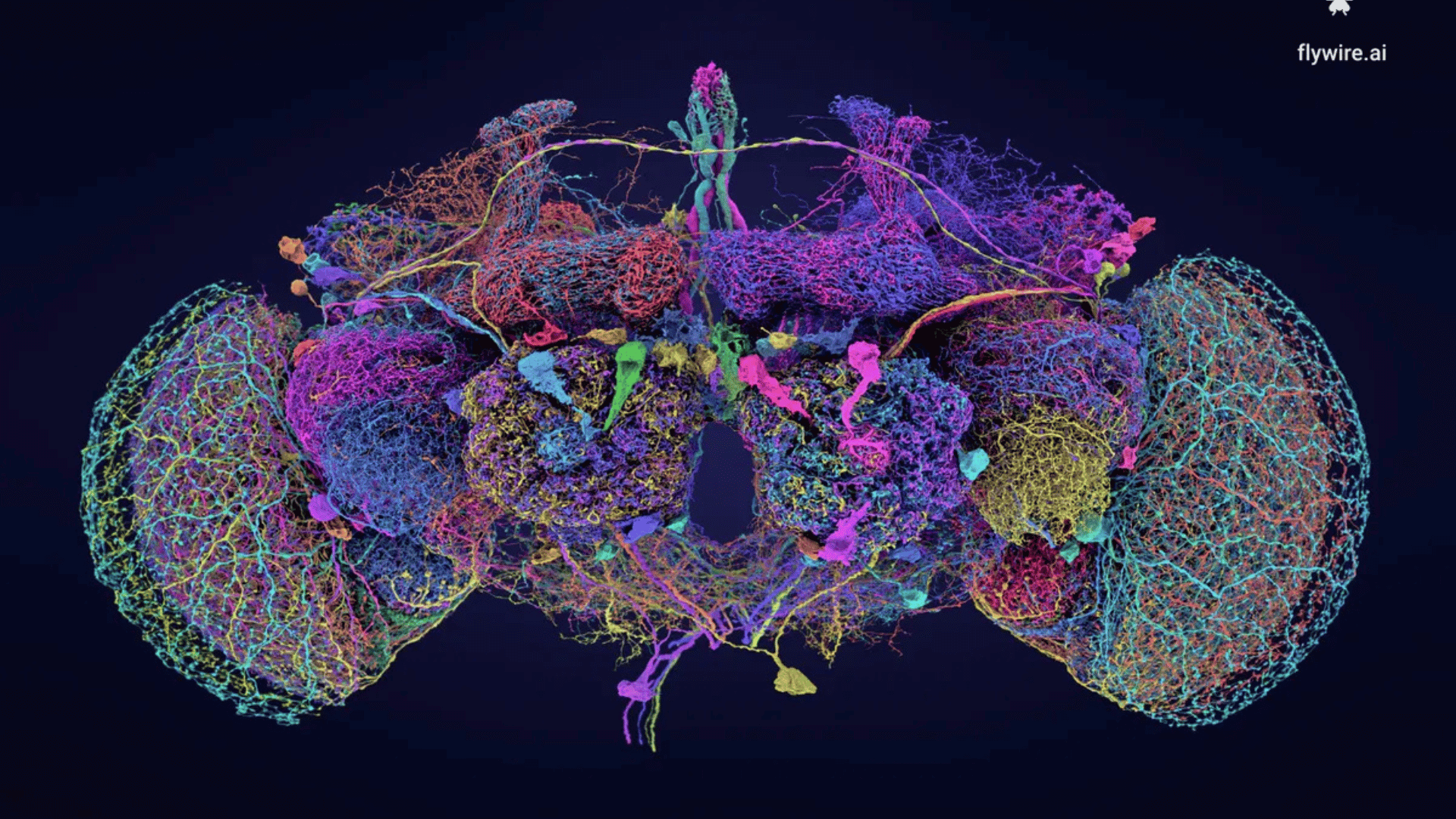 The 50 largest neurons in the fly brain, in all their technicolor glory. Image credit: Tyler Sloan and Amy Sterling for FlyWire, Princeton University, (Dorkenwald et al., Nature, 2024)