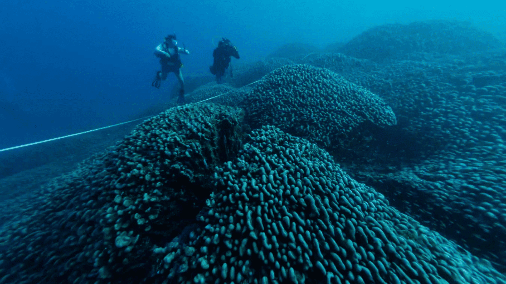 Measuring the massive coral Inigo San Felix:National Geographic Society