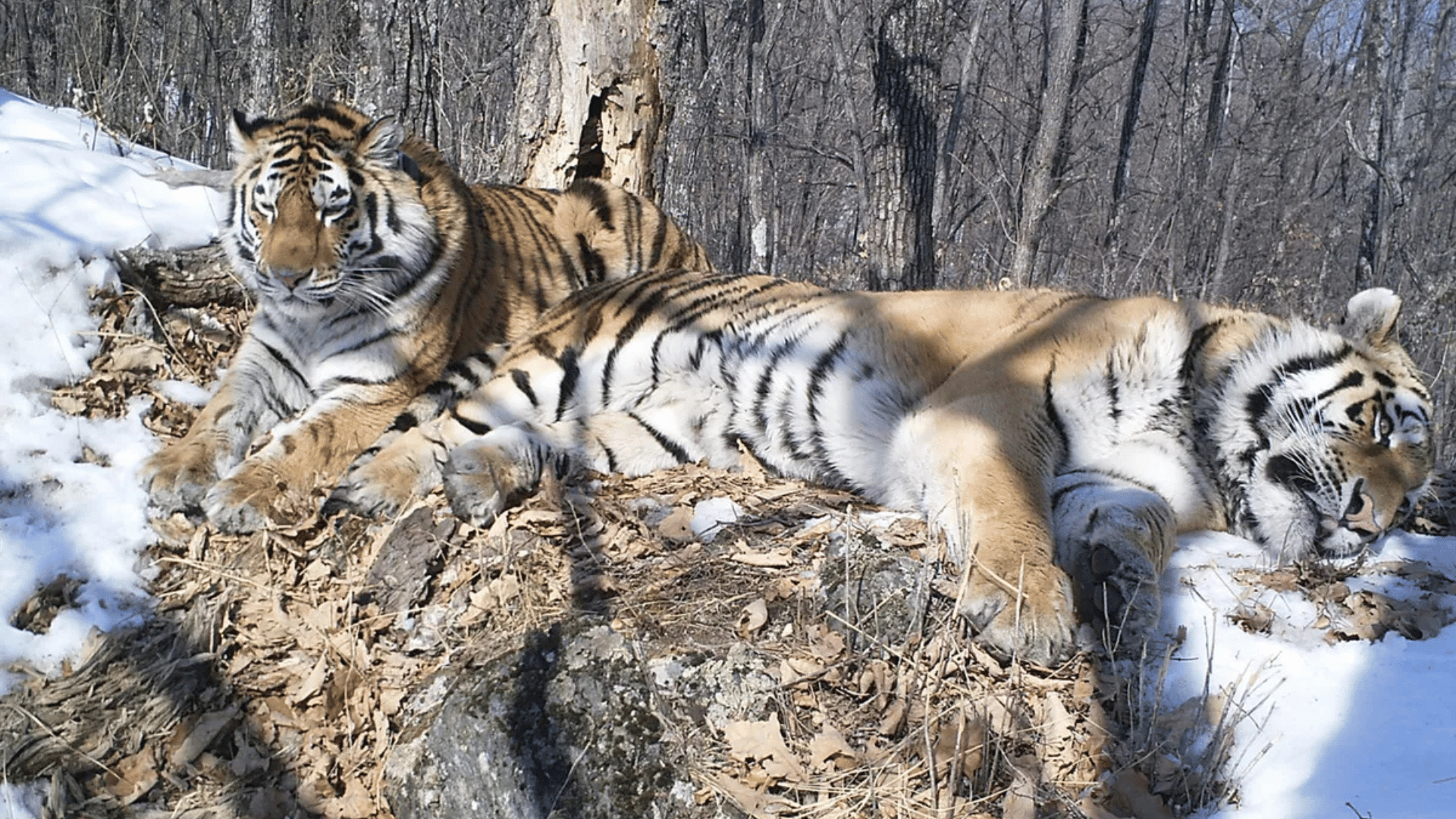 After three years, Boris had traveled more than 200 kilometers (124 miles) to reunite with Svetlaya (both pictured here after the reunion). Image credit: ANO WCS