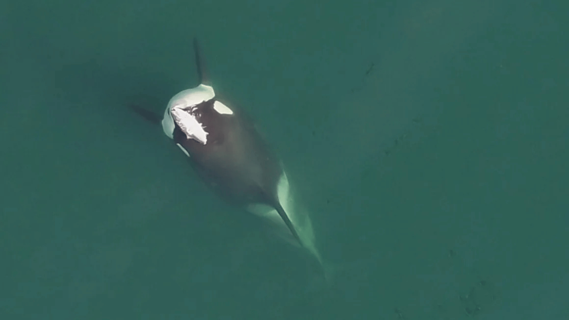 Drone footage from a 2019 research survey shows a young male orca known as A99 “Alder with a dead salmon on his head; Photo: Ocean Wise (DFO Marine Mammal License, MML18)