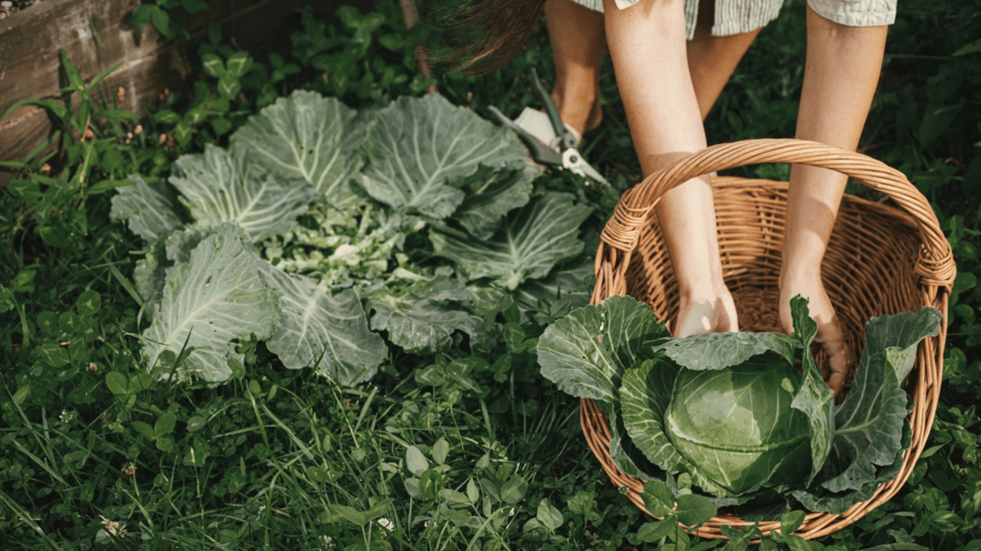 Homegrown foods; Photo: Shutterstock:Bogdan Sonjachnyj