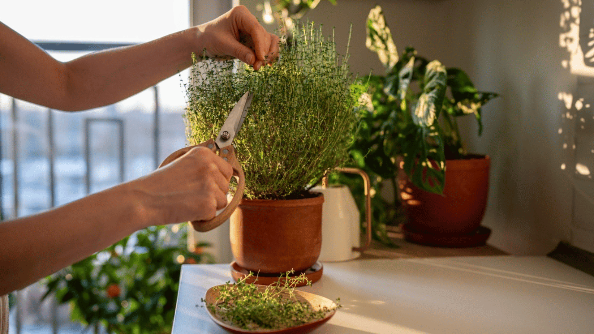 Person cutting plant; Photo: Shutterstock:DimaBerlin